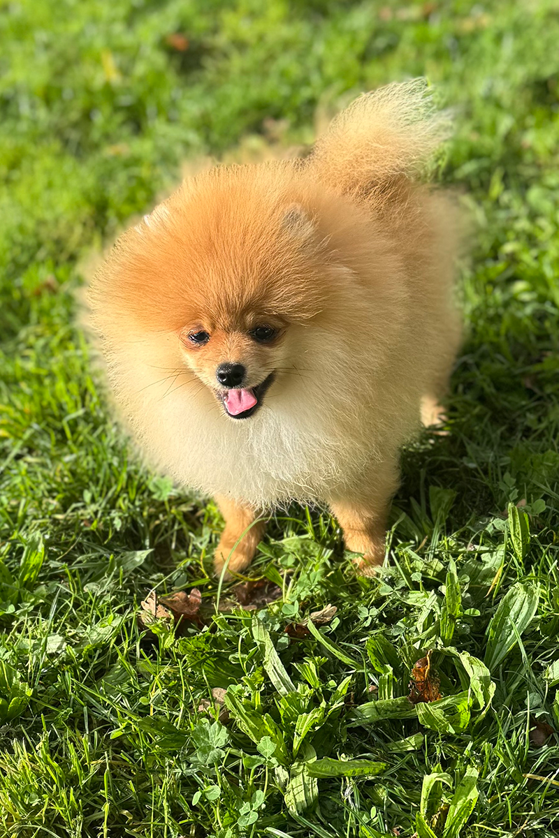 Alpha mâle reproducteur spitz - Élevage de l'Arche d'AnneSo