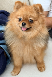 Elevage Spitz nain 44 Nantes